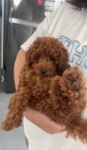 Best PUREBRED RED TOY POODLE - Last of the litter!! near me - North Parramatta