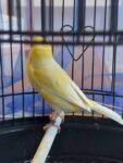 Best Satinette canary female for SALE!!! near me - Glenroy