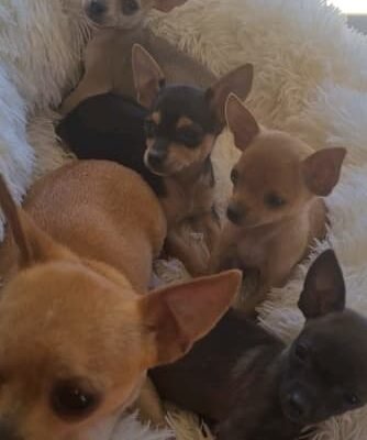 Best Purebred Chihuahua Puppies near me - Bray Park