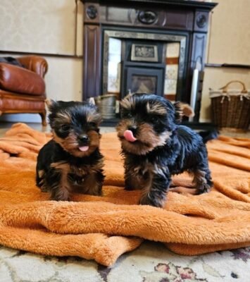 Best Teacup Yorkshire Terrier Puppies Available near me - Stratton WA
