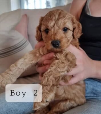 Best Miniature F2B Cavoodle Puppies 💙🩷 READY NOW!!! near me - Dogs & Puppies
