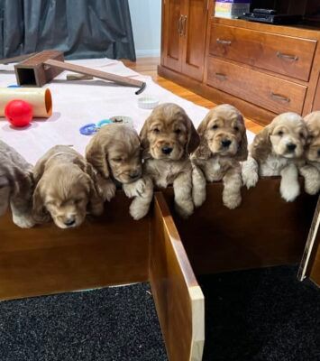 Best Solid Gold Cocker Spaniel Puppies near me - Dogs & Puppies