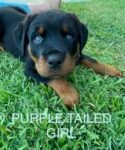 Best PUREBRED ROTTWEILER PUPPIES BOB AND TAILD near me - Caboolture South QLD