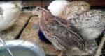 Best Fertile Japanese quail eggs for incubation near me - Melbourne CBD