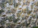 Best retro mid century curtains bamboo pattern price for each near me - Dandenong VIC