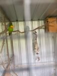 Best Superb parrots near me - Mordialloc VIC