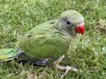 Best Handraised Ringneck babies $150 near me - 1574 Centre Road Springvale VIC 3171