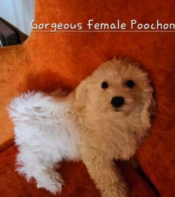 Best Stunning Poochon puppies (toy poodle x bichon frise) near me - Canning Vale