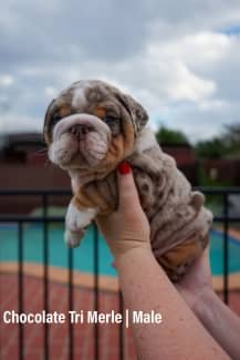 Best BRITISH BULLDOG PUPPIES FOR SALE near me - 1/739 Boundary Road Coopers Plains QLD 4108