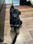 Pure bred German Sheppard Puppies FOR SALE
