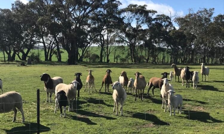 Damara x Dorper lambs, ewes and wethers