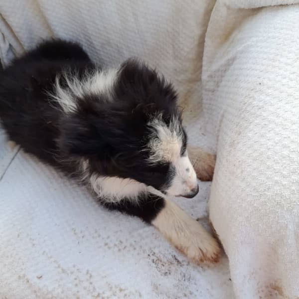 Find Best 1 BORDER COLLIE PUREBRED PUPPIES In Australia BORDER