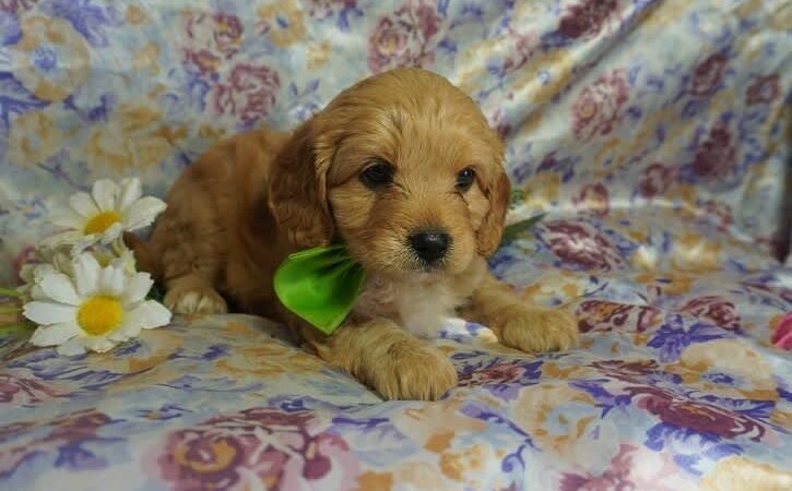 male and female first generation cavoodle puppies